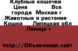 Клубные кошечки › Цена ­ 10 000 - Все города, Москва г. Животные и растения » Кошки   . Липецкая обл.,Липецк г.